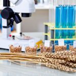 Corn subject to  selection in Microbiological laboratory